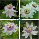 Passiflora foetida White Wild Maracuja Stinking Passionflower 40 Seeds