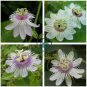 Passiflora foetida White Wild Maracuja Stinking Passionflower 40 Seeds