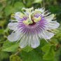 Passiflora foetida White Wild Maracuja Stinking Passionflower 40 Seeds