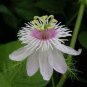 Passiflora foetida White Wild Maracuja Stinking Passionflower 40 Seeds