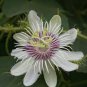 Passiflora foetida White Wild Maracuja Stinking Passionflower 40 Seeds