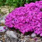 Rare Beautiful Purple Campanula Groundcover Plants for flower bed 100 Seeds