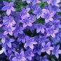 Rare Beautiful Purple Campanula Groundcover Plants for flower bed 100 Seeds