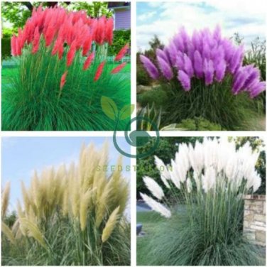 Colorful Pampas Grass Cortaderia Bonsai 600 Seeds