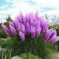 Colorful Pampas Grass Cortaderia Bonsai 600 Seeds