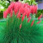 Colorful Pampas Grass Cortaderia Bonsai 600 Seeds