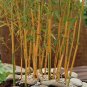 Yellow Fresh Bamboo 100 Seeds