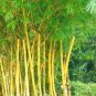 Yellow Fresh Bamboo 100 Seeds