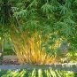Yellow Fresh Bamboo 100 Seeds