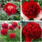 Rare 'Mudanji' Blackish Deep Red Peony Tree 10 Seeds