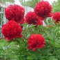 Rare 'Mudanji' Blackish Deep Red Peony Tree 10 Seeds