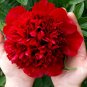 Rare 'Mudanji' Blackish Deep Red Peony Tree 10 Seeds