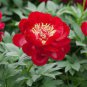 Rare 'Mudanji' Blackish Deep Red Peony Tree 10 Seeds