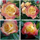 New Bella Roma Rose Bush Plant 100 Seeds