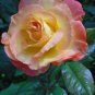 New Bella Roma Rose Bush Plant 100 Seeds