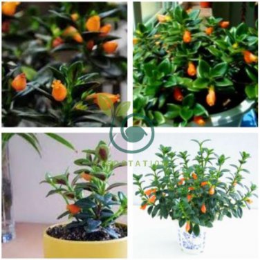 Goldfish Chlorophytum 60 Seeds