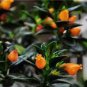 Goldfish Chlorophytum 60 Seeds