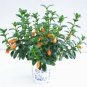 Goldfish Chlorophytum 200 Seeds