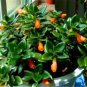 Goldfish Chlorophytum 200 Seeds