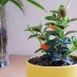 Goldfish Chlorophytum 200 Seeds
