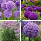Giant Onion Seeds Allium Giganteum Flower 200 Seeds
