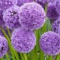 Giant Onion Seeds Allium Giganteum Flower 200 Seeds