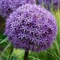 Giant Onion Seeds Allium Giganteum Flower 200 Seeds