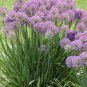 Giant Onion Seeds Allium Giganteum Flower 200 Seeds