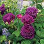 Heirloom Fresh Exotic Purple Rose Bush Flower 100 Seeds