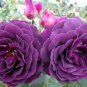 Heirloom Fresh Exotic Purple Rose Bush Flower 100 Seeds