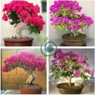 Climbing Bougainvillea Bonsai 110 Seeds