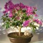 Climbing Bougainvillea Bonsai 110 Seeds