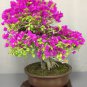 Climbing Bougainvillea Bonsai 110 Seeds
