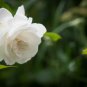New White Rose Shrub Flower 100 Seeds