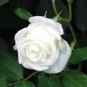 New White Rose Shrub Flower 100 Seeds