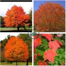 Northern Sugar Acer Japanese Maple Tree 40 Seeds