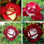 New Rare Red White Rose Flower Tree 100 Seeds