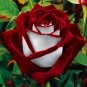 New Rare Red White Rose Flower Tree 100 Seeds
