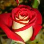 New Rare Red White Rose Flower Tree 100 Seeds