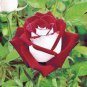 New Rare Red White Rose Flower Tree 100 Seeds