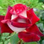 New Rare Red White Rose Flower Tree 100 Seeds