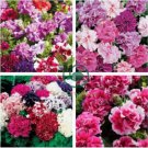 Mixed Double-petalled Hanging Petunia Hybrid 400 Seeds