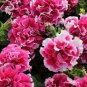 Mixed Double-petalled Hanging Petunia Hybrid 400 Seeds