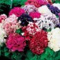 Mixed Double-petalled Hanging Petunia Hybrid 400 Seeds