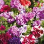 Mixed Double-petalled Hanging Petunia Hybrid 400 Seeds
