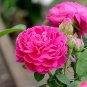 Heirloom Pink Damask Rose Bush Flower 100 Seeds