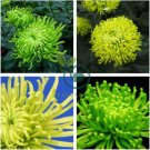Green Spider Chrysanthemum Courtyard Flower 100 Seeds