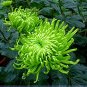 Green Spider Chrysanthemum Courtyard Flower 100 Seeds