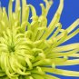Green Spider Chrysanthemum Courtyard Flower 100 Seeds
