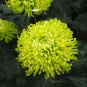 Green Spider Chrysanthemum Courtyard Flower 100 Seeds